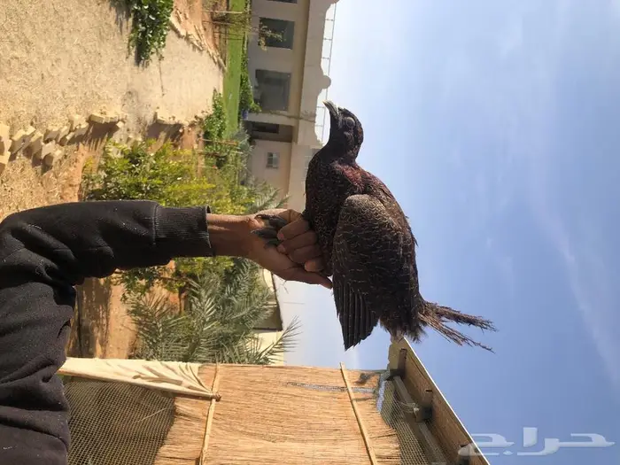 طيور فزن أمريكي - طير الفزن 4