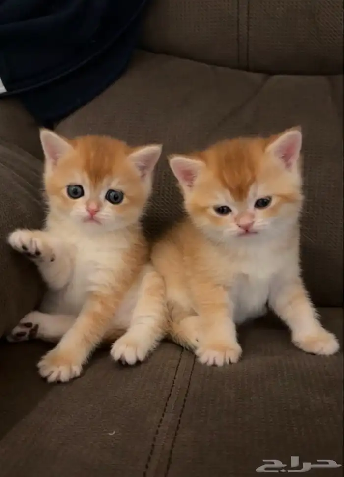 Gold Scottish Fold and British Shorthair 0