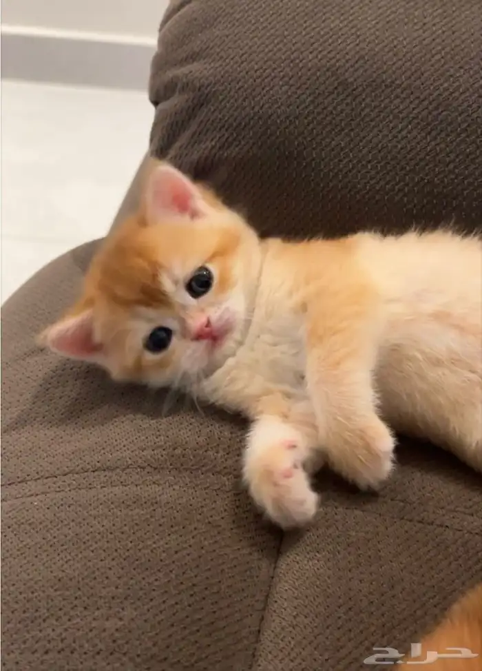Gold Scottish Fold and British Shorthair 2