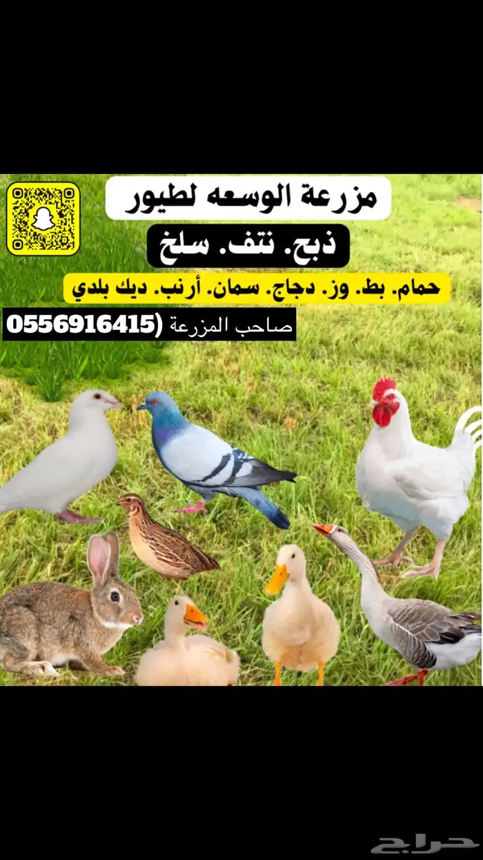 سمان مذبوح وبدون ذبح 2