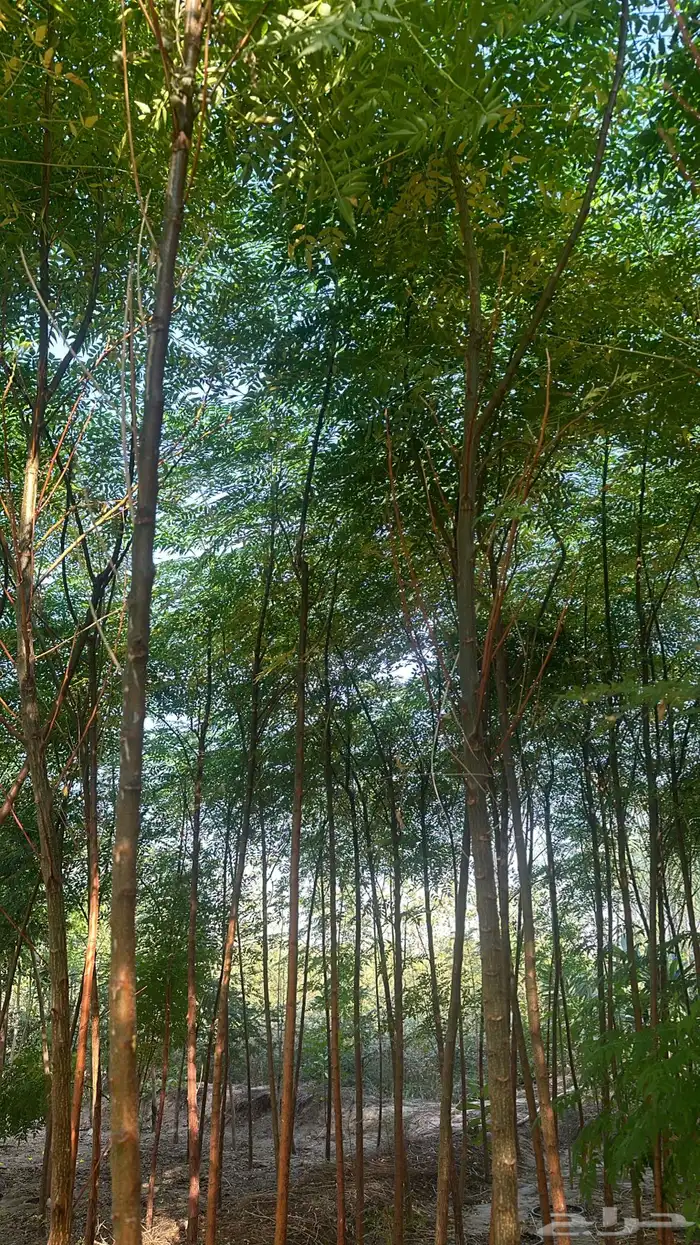 مشتل زراعي لبيع الاشجار بالجملة 10