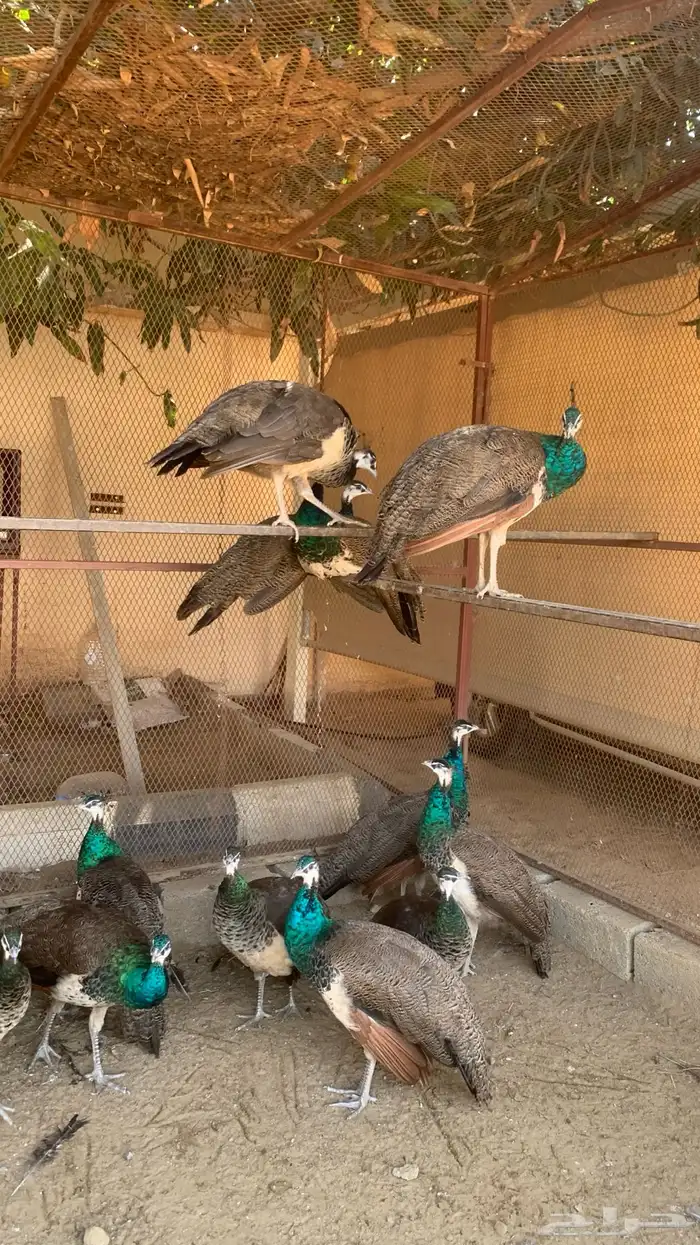 طاووس هندي للبيع 4