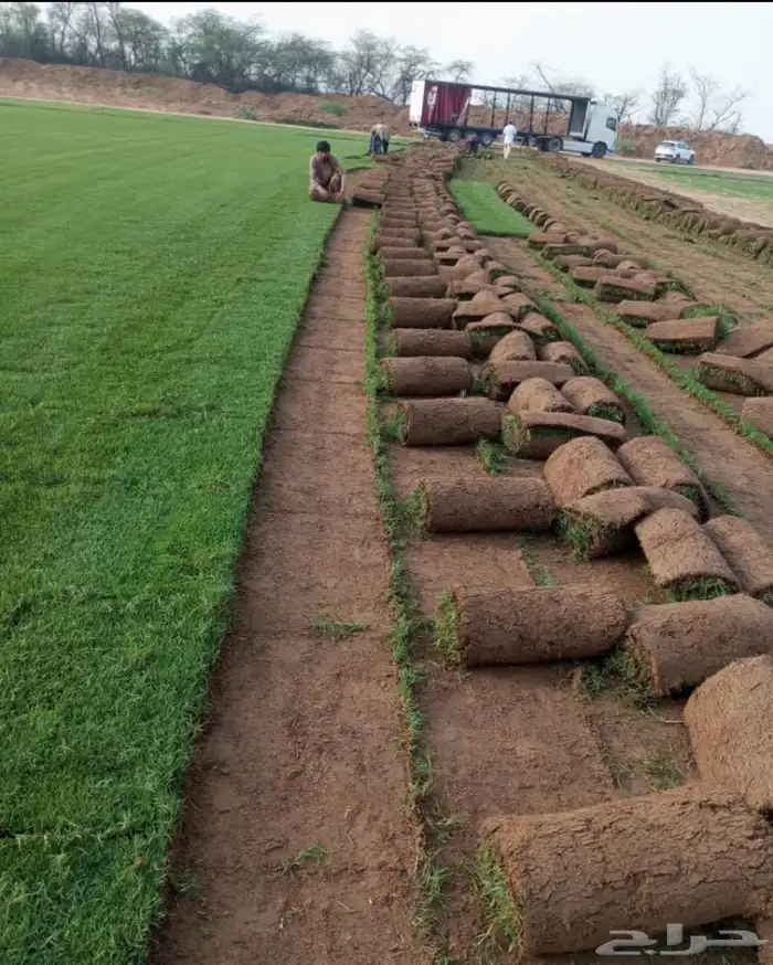 نجيل طبيعي واشجار 2