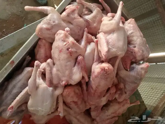 حمام زغاليل فرنسي شحم الذيبيه 5