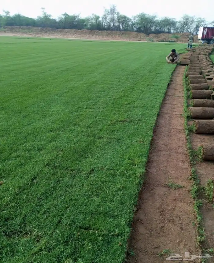 نجيل طبيعي واشجار 1