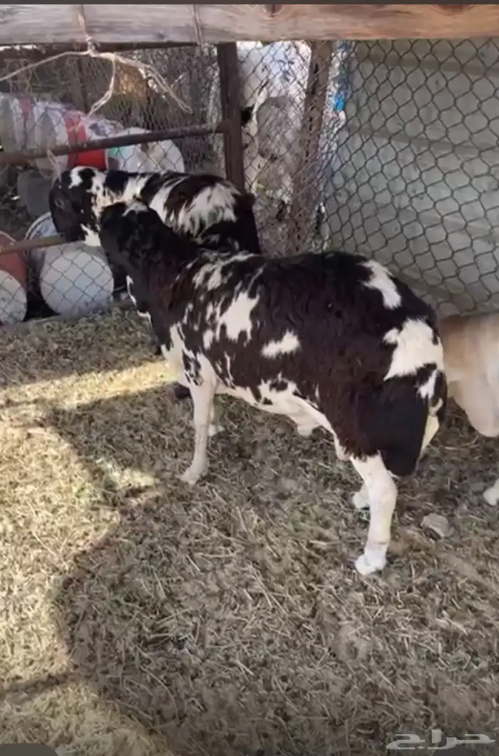 للبيع ذبيح رفيد طيبه شامل الذبح وتوصيل 0
