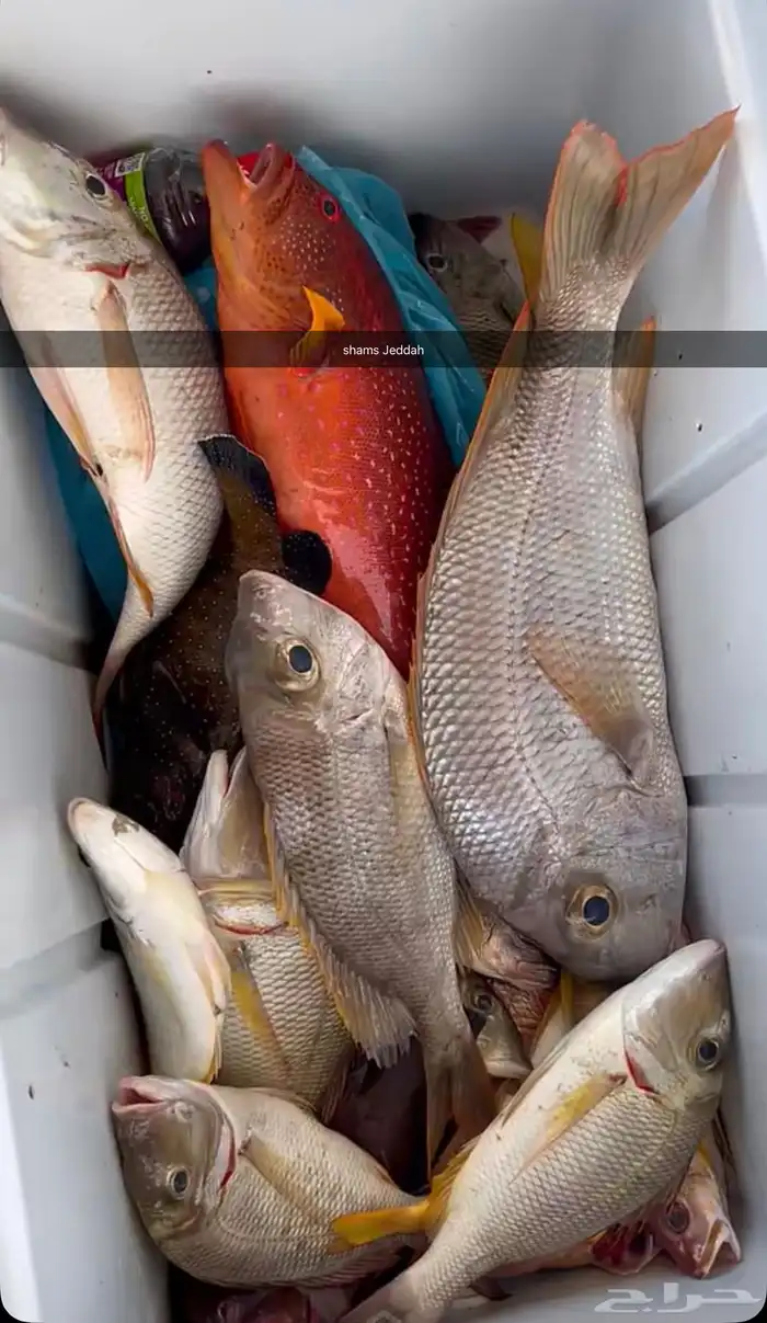 رحلات بحرية ( صيد   نزهة   سباحة ) جزيرة بياضة 16