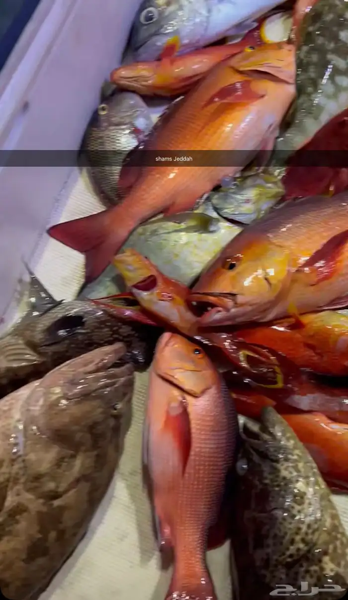 رحلات بحرية ( صيد   نزهة   سباحة ) جزيرة بياضة 2