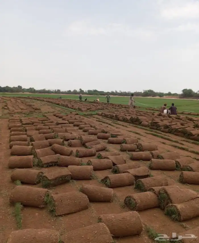 نجيل طبيعي واشجار 4