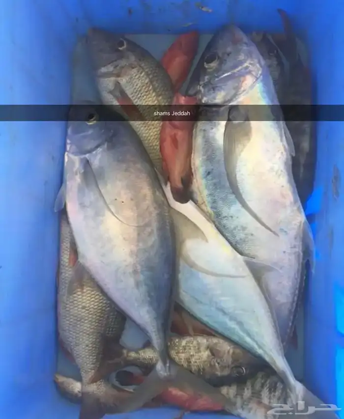 رحلات بحرية ( صيد   نزهة   سباحة ) جزيرة بياضة 7