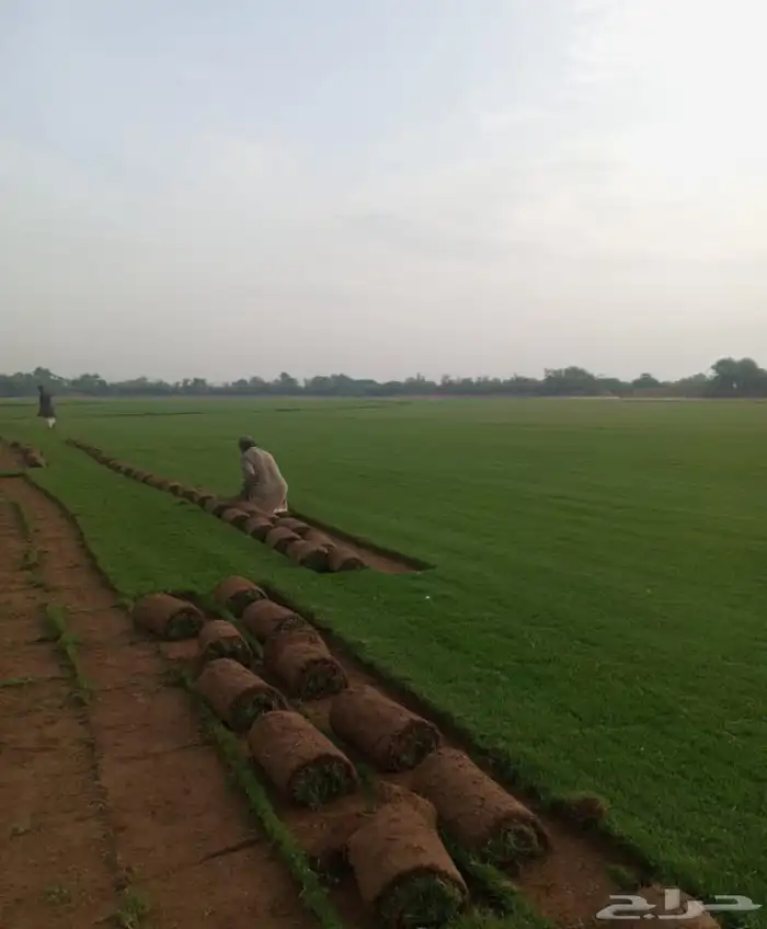 نجيل طبيعي واشجار 3