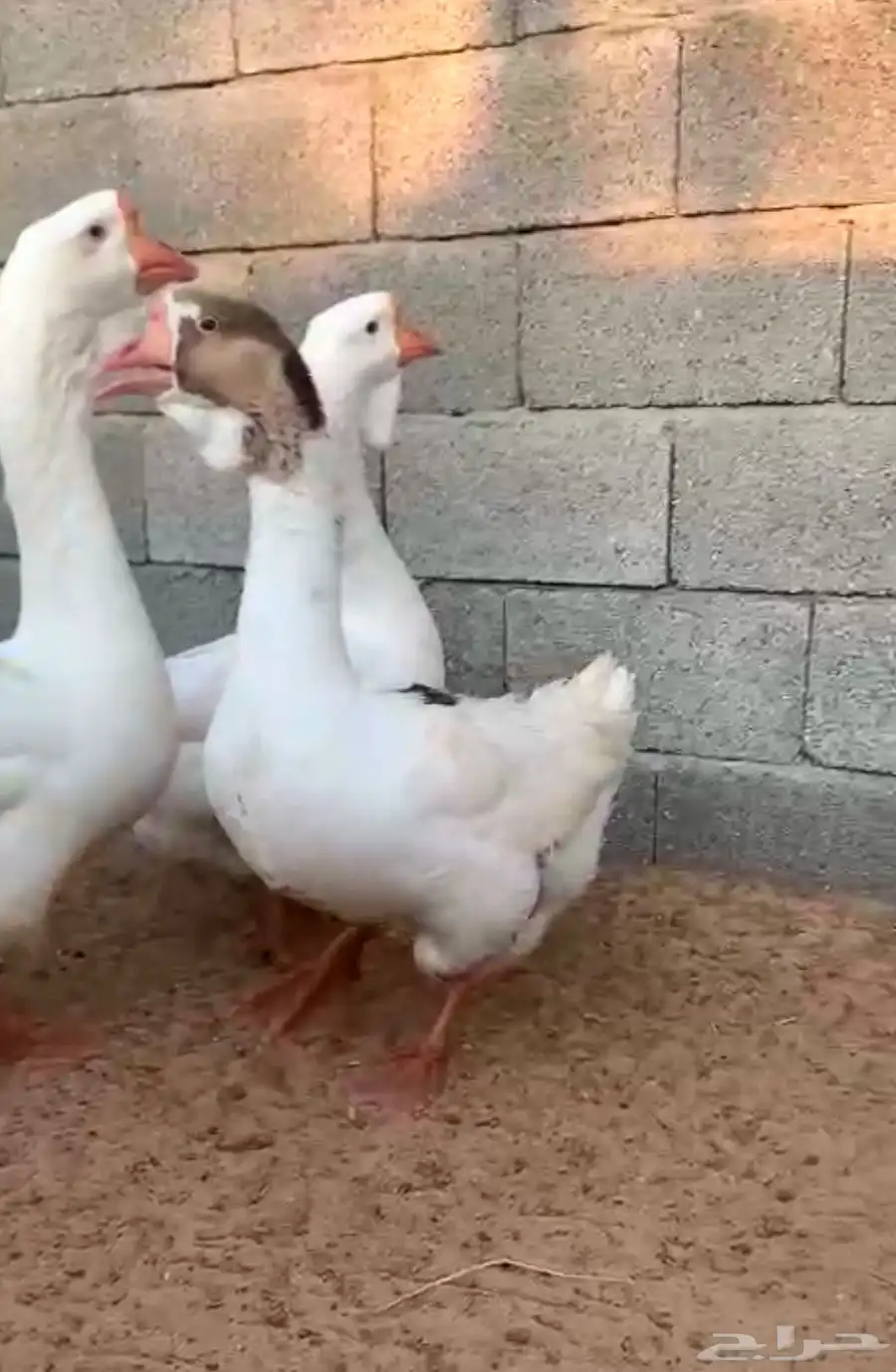 للبيع وز روسي 0