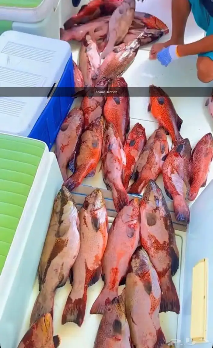 رحلات بحرية ( صيد   نزهة   سباحة ) جزيرة بياضة 11