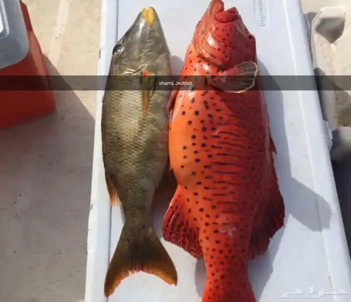 رحلات بحرية ( صيد   نزهة   سباحة ) جزيرة بياضة 1