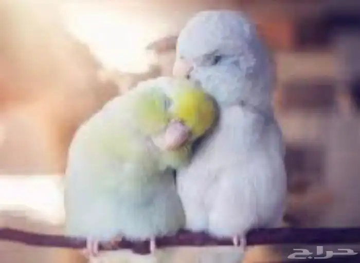 أهل التميز و النوادر باروليت مني روز 1