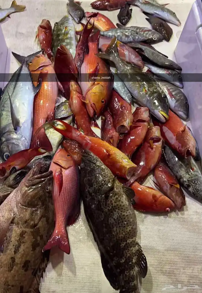 رحلات بحرية ( صيد   نزهة   سباحة ) جزيرة بياضة 5