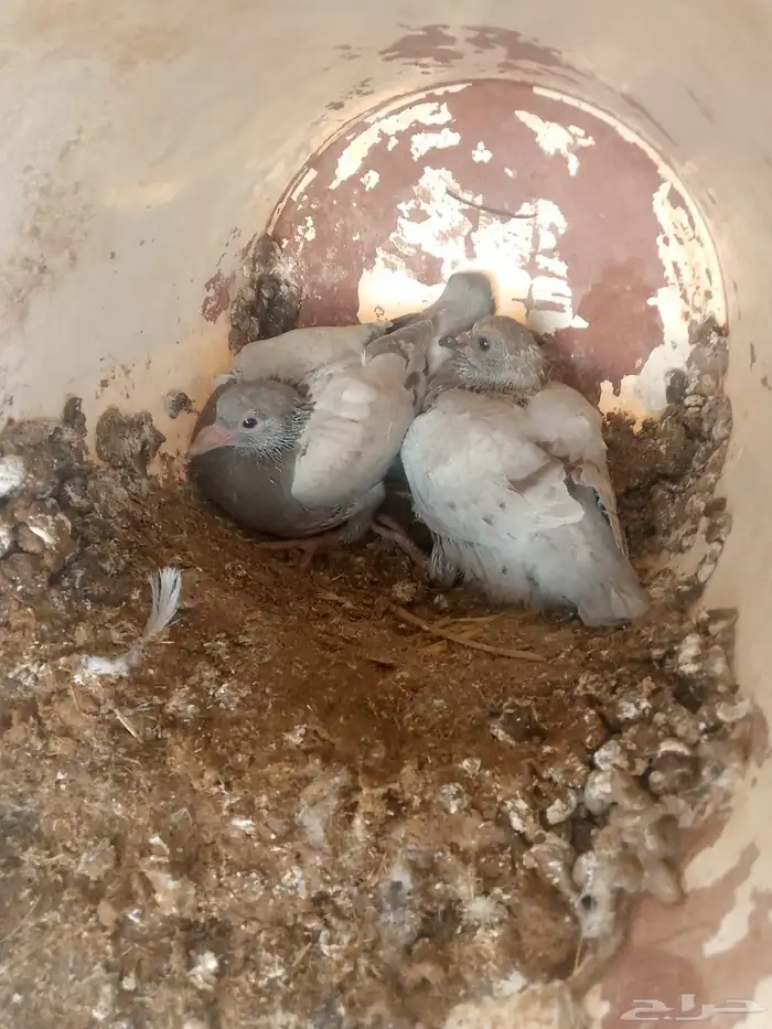 حمام زغاليل فرنسي شحم الذيبيه 1