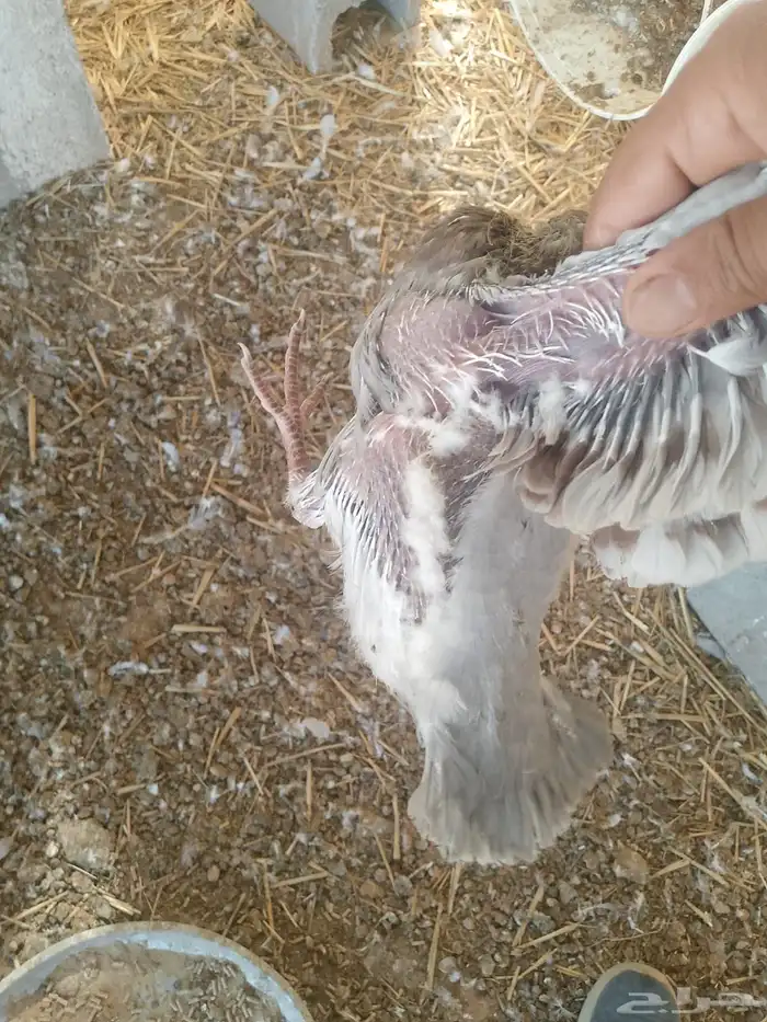 حمام زغاليل فرنسي شحم الذيبيه 2