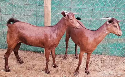 جفار محايلية توم تم البيع 5