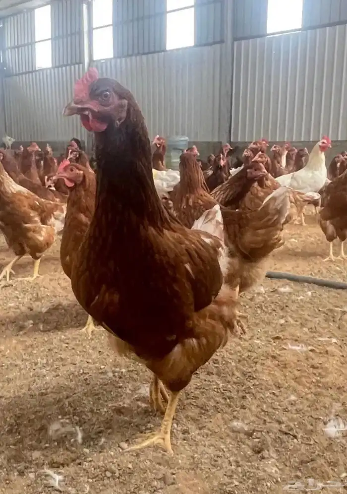 صوص لوهمان الاصل بارخص سعر 3