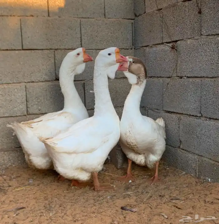 للبيع وز روسي 1