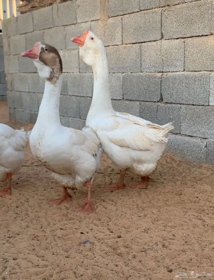 للبيع وز روسي 2