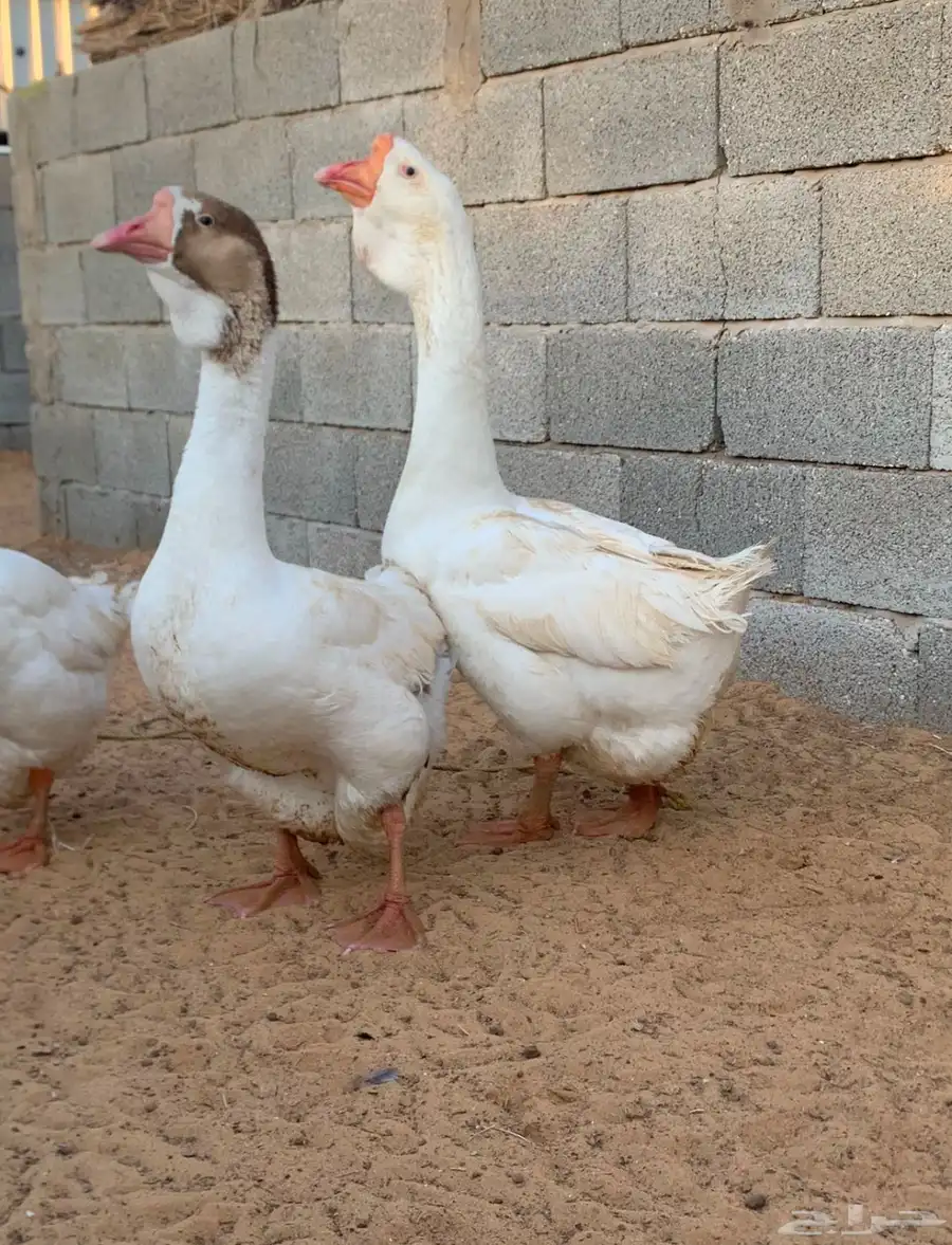 للبيع وز روسي 2