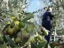 زيت زيتون فلسطيني بكر بعل جديد عالي الجودة 3