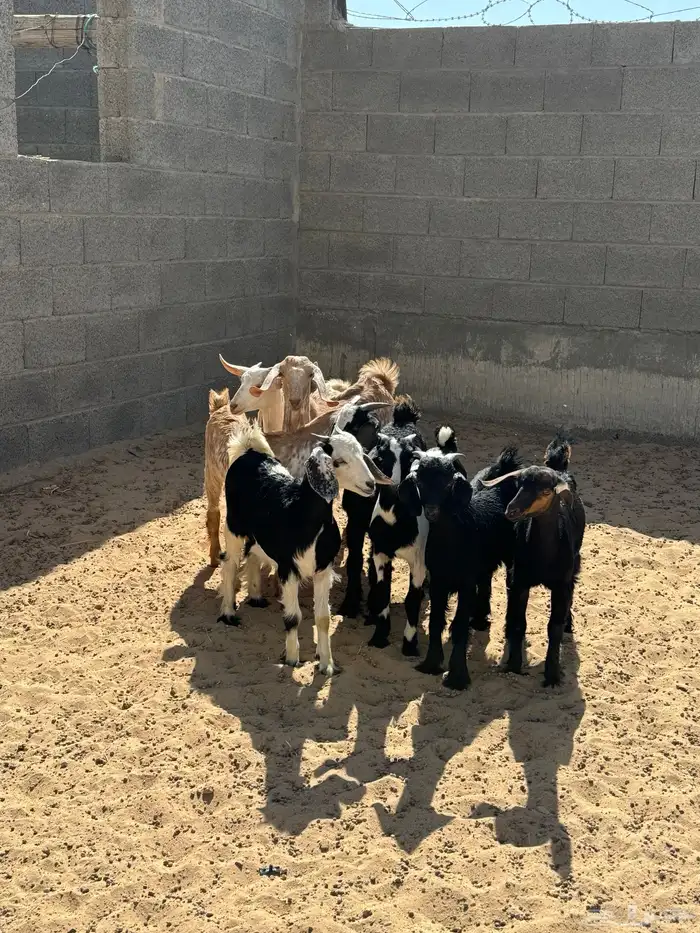 تيوس للبيع 0