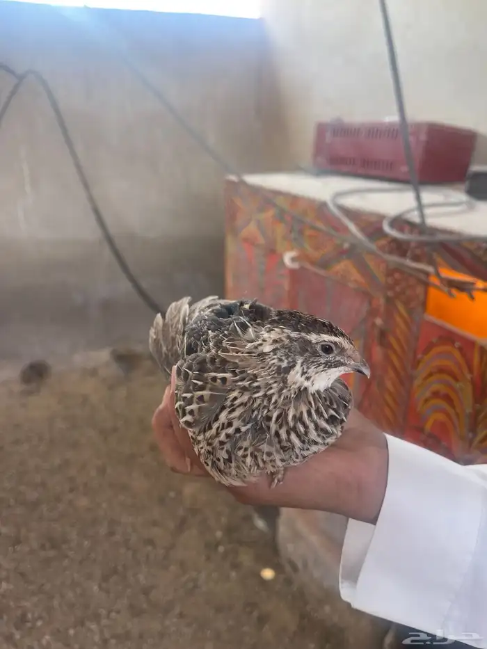 سمان مذبوح وبدون ذبح 0