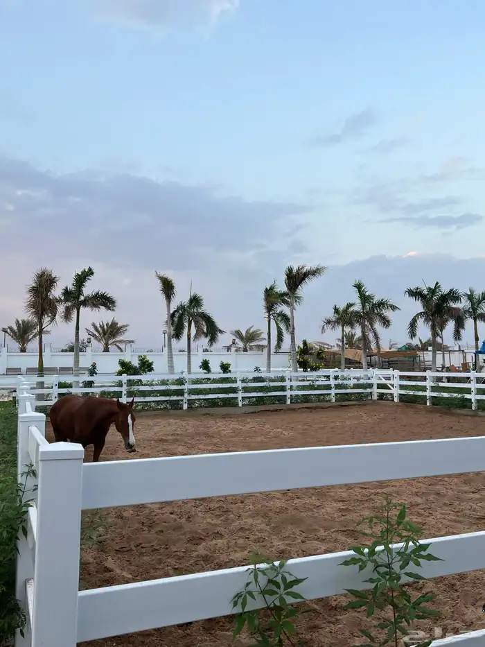 مربط و اسطبل ل ايواء الخيل Horse Stable - شمال جدة (ذهبان) 17
