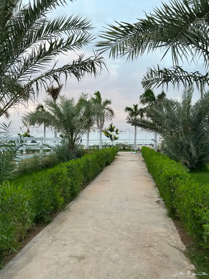 مربط و اسطبل ل ايواء الخيل Horse Stable - شمال جدة (ذهبان) 14