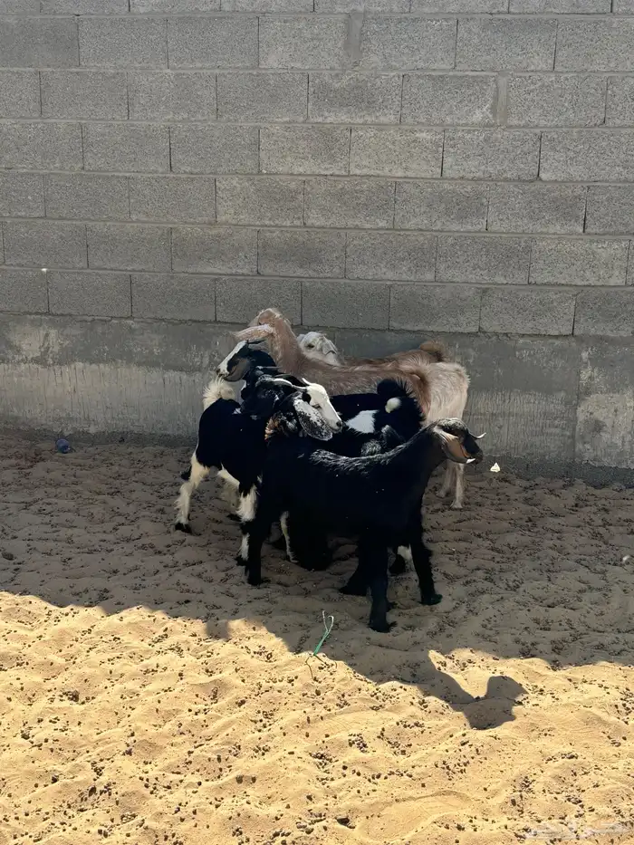 تيوس للبيع 4