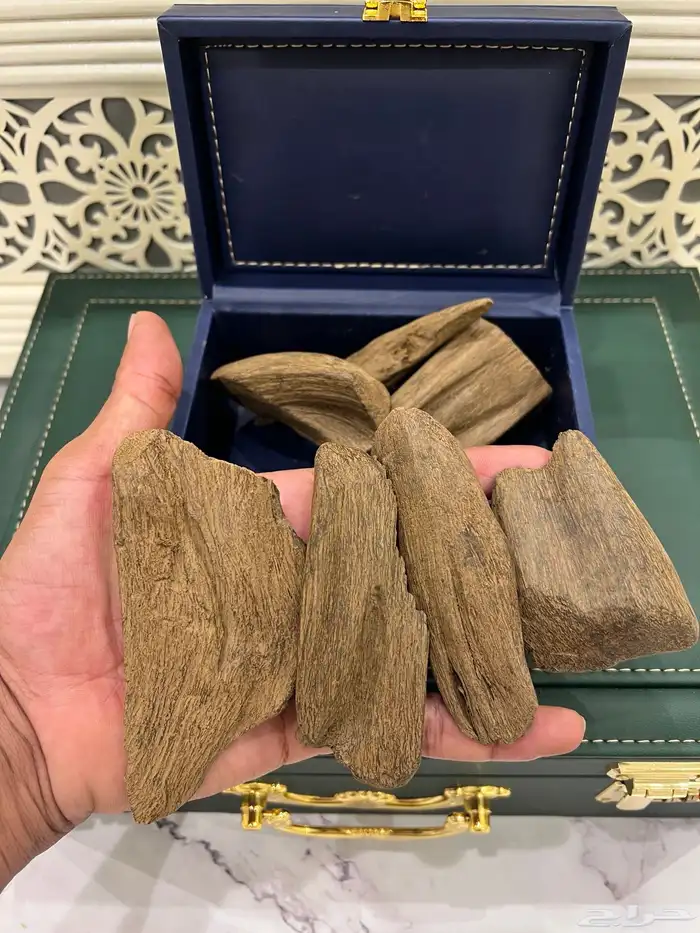 عود مروكي القصور والإهداءات الجزله 0