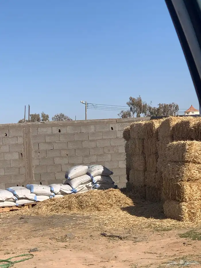 محل اعلاف برسيم وتبن وشعير 1