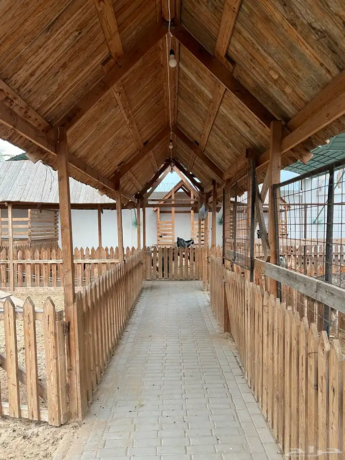 مربط و اسطبل ل ايواء الخيل Horse Stable - شمال جدة (ذهبان) 13