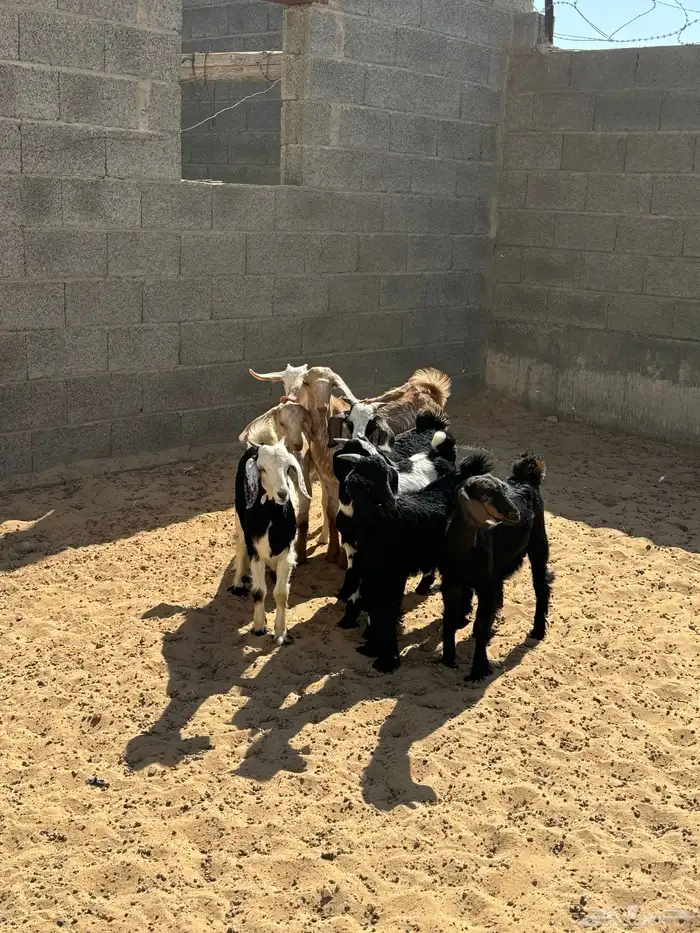 تيوس للبيع 1