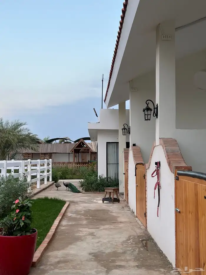 مربط و اسطبل ل ايواء الخيل Horse Stable - شمال جدة (ذهبان) 19