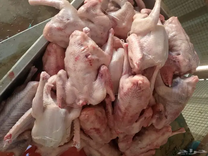 حمام زغاليل فرنسي شحم الذيبيه 4