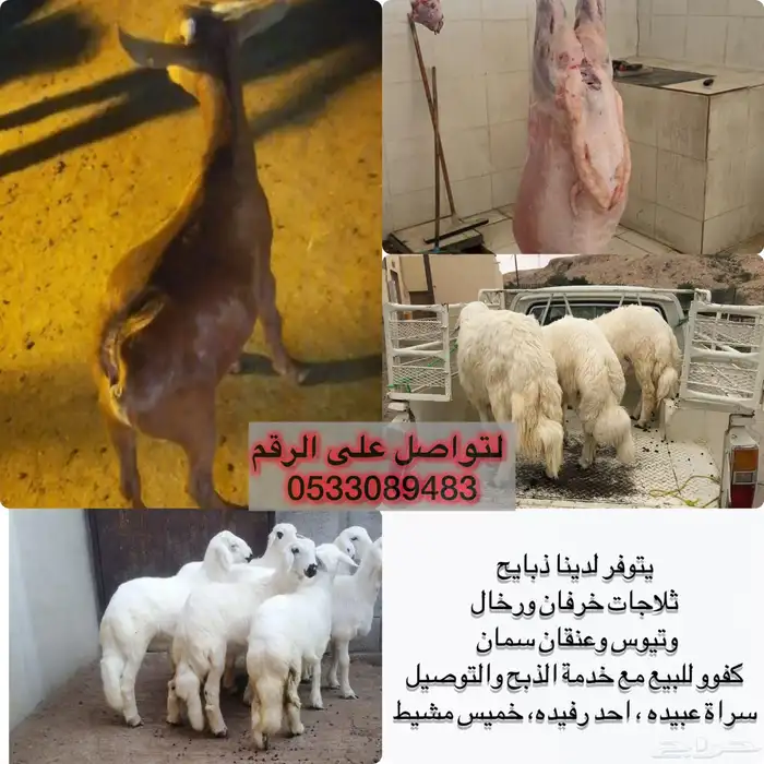 ذبائح ثلاجات كفووو مع خدمة  الذبح والتوصيل 0