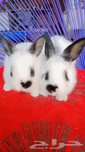 كل ما هو مميز تابعوناhttps www.tiktok.com user 3 0
