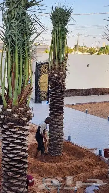 تركيب شبوك سياج ونخيل بجميع انواعها 0