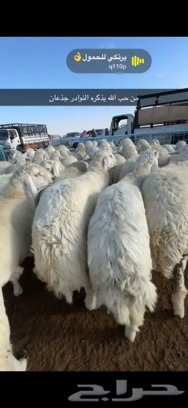 حريات وسواكن فواخر طايف 4