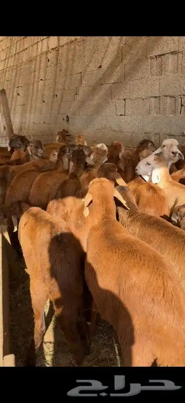 حريات وسواكن فواخر طايف 3