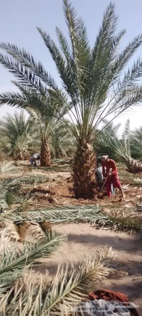 نخل بلدي مثحر متر ونص وفوق متوفر كميات 0