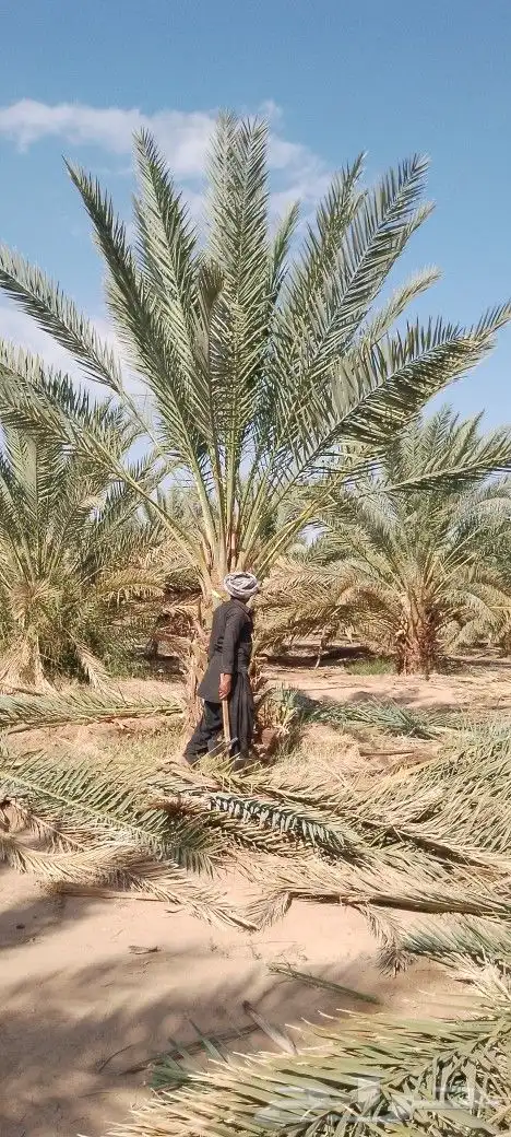 نخل بلدي مثحر متر ونص وفوق متوفر كميات 2
