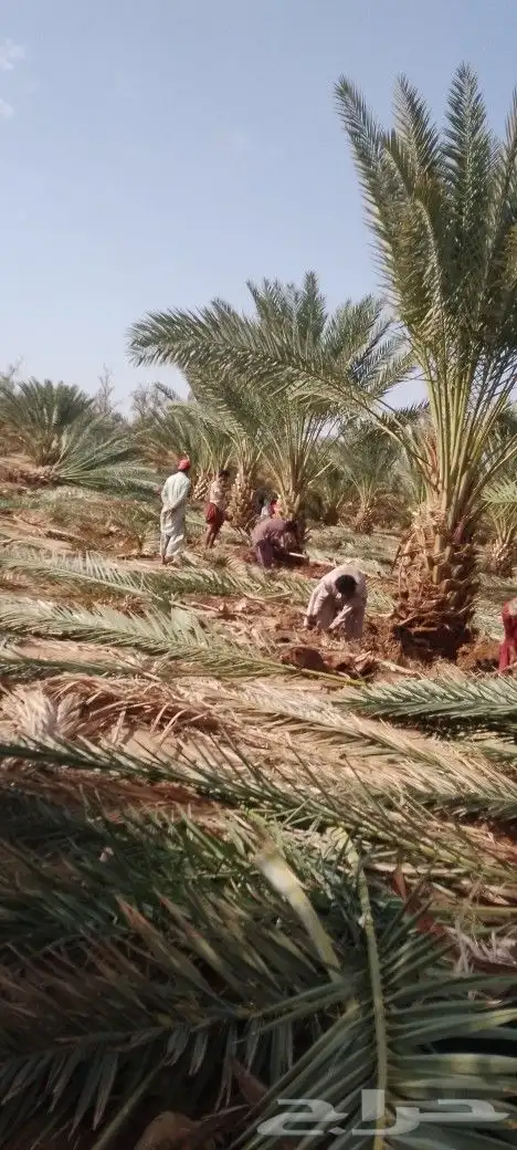 نخل بلدي مثحر متر ونص وفوق متوفر كميات 3