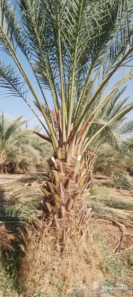 نخل بلدي مثحر متر ونص وفوق متوفر كميات 1