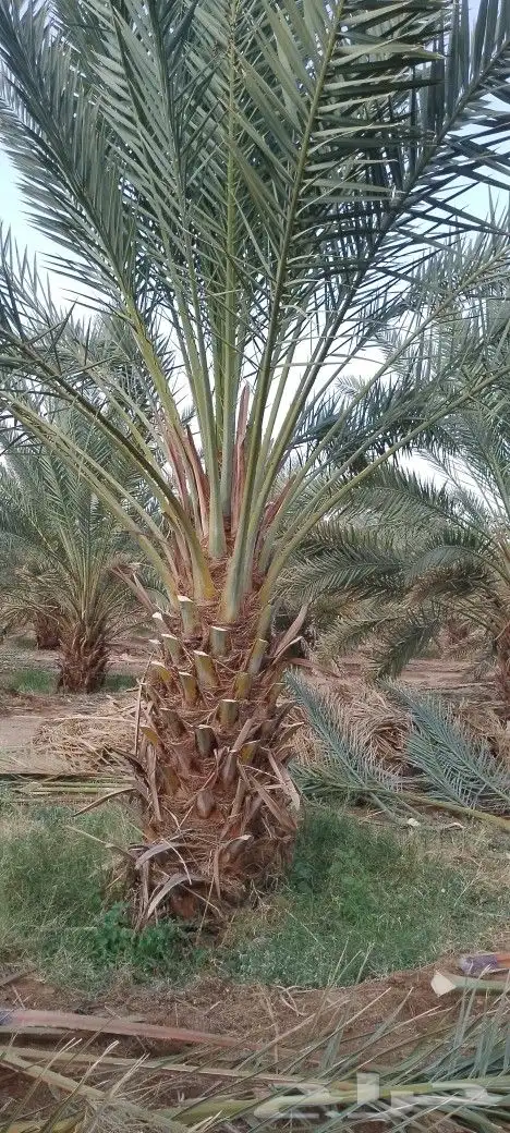 نخل بلدي مثحر متر ونص وفوق متوفر كميات 7
