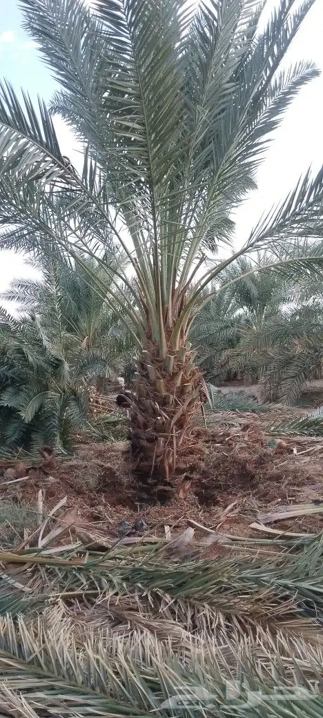 نخل بلدي مثحر متر ونص وفوق متوفر كميات 6